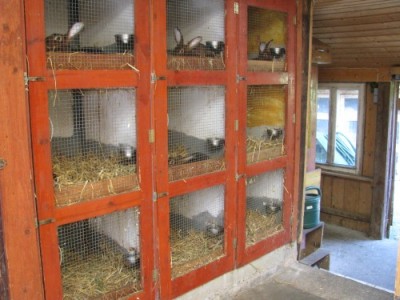 Kaninchenstall 4